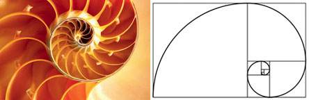 Nautilus with Fibonacci Spiral