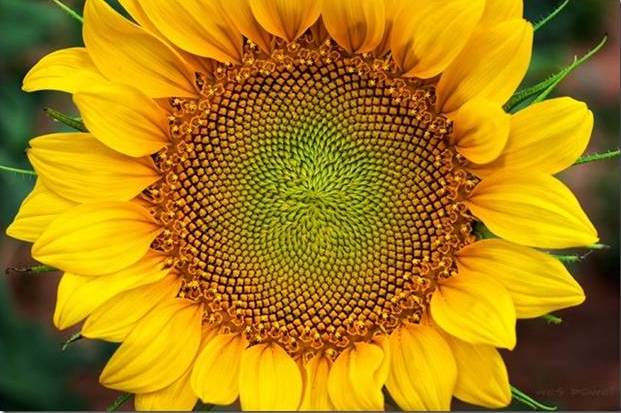 Sunflower - Birthing the Sacred
